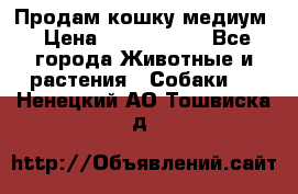 Продам кошку медиум › Цена ­ 6 000 000 - Все города Животные и растения » Собаки   . Ненецкий АО,Тошвиска д.